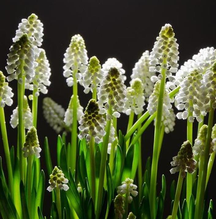 Muscari spp Mix - Jacinto Uva Floração Mix