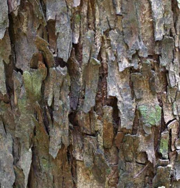 Chukrasia tabularis - Cedro Branco, Mogno Indiano, Sequoia Indiana, Amêndoa da Birmânia