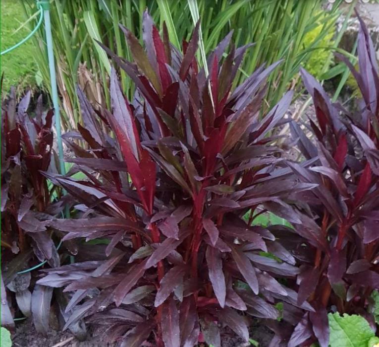 Lobelia cardinalis 'Queen Victoria' - Lobelia Rainha Victoria, Flor Cardeal 'Rainha Vitória', Lobelia Esplêndida, Lob