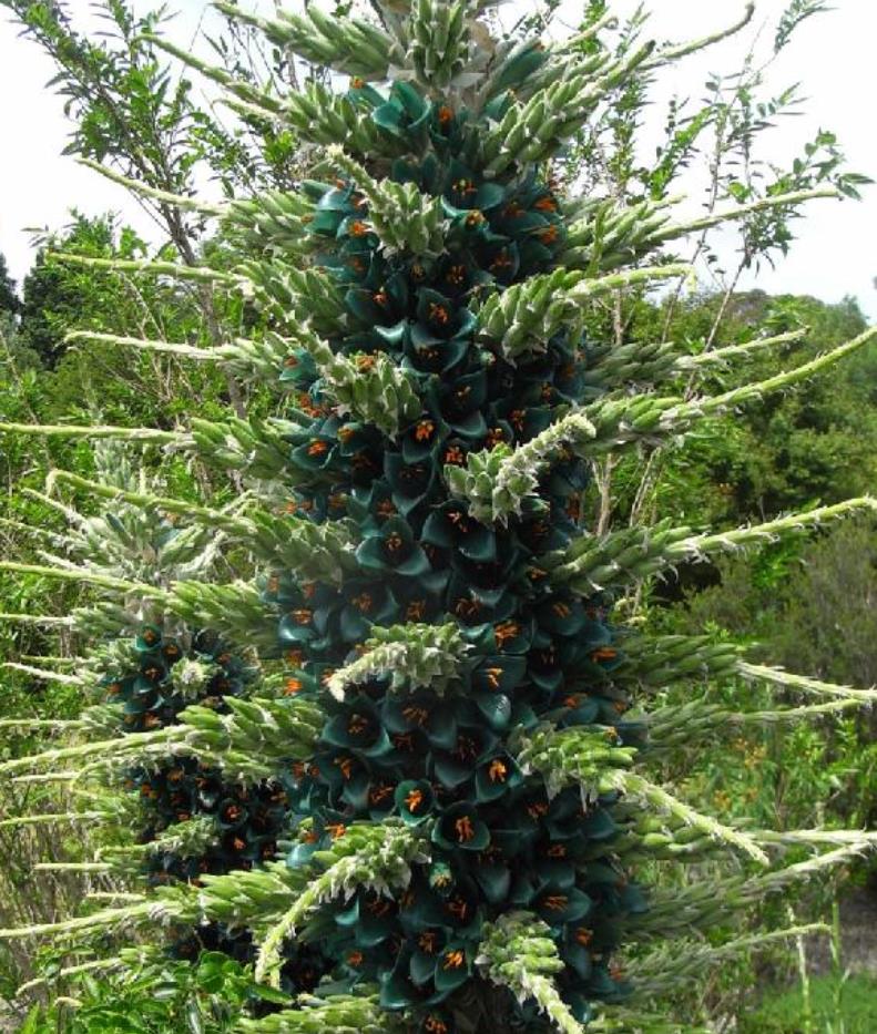 Puya berteroniana (Puya alpestris ssp. zoellneri) - Bromélia Azul Turquesa