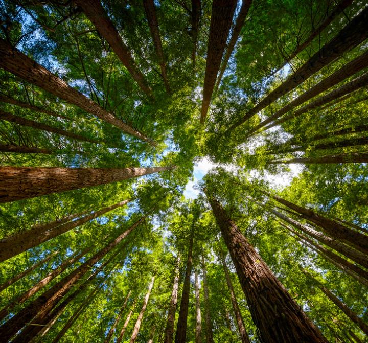 Sequoia sempervirens - Sequoia Sempre Verde, Sequoia Costeira, Sequoia Vermelha, Coast Redwood