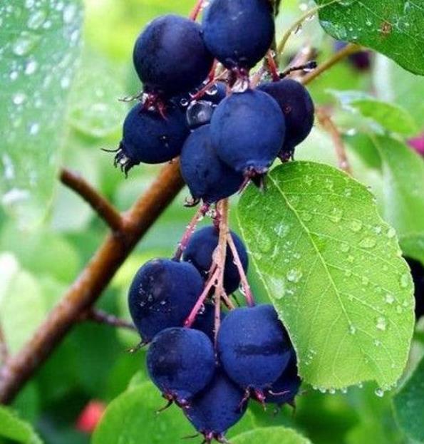 Amelanchier alnifolia - Cereja Saskatoon, Framboesa Saskatoon, Saskatoon Berry