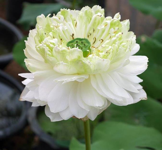 Nelumbo nucifera 'White Plenum' - Lótus Branca Plena , Flor de Lótus Branca Dobrada, Lótus Sagrado, Lótus-da-Índia