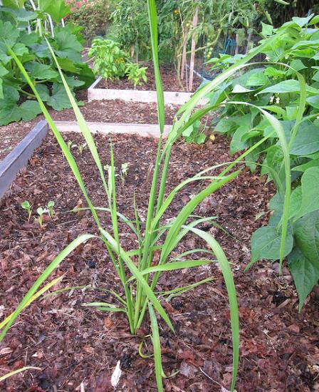 Oryza sativa Duborskian (Certificação Orgânica) - Arroz Duborskian, Arroz de montanha