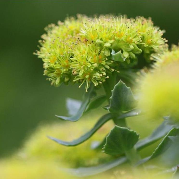 Rhodiola rosea - Raiz de Ouro, Rhodiola, Raiz Dourada, Raiz do Ártico, Roseroot, Golden Root