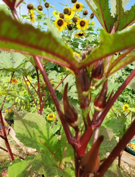 Abelmoschus esculentus Red Burgundy - Quiabo Vermelho Borgonha