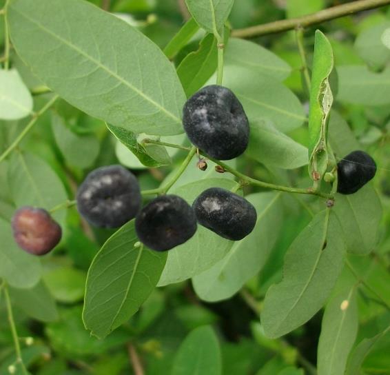 Phyllanthus reticulatus (Kirganelia reticulata) - Groselha da África, Planta da Batata Assada, Arbusto Batata Assada, Ro