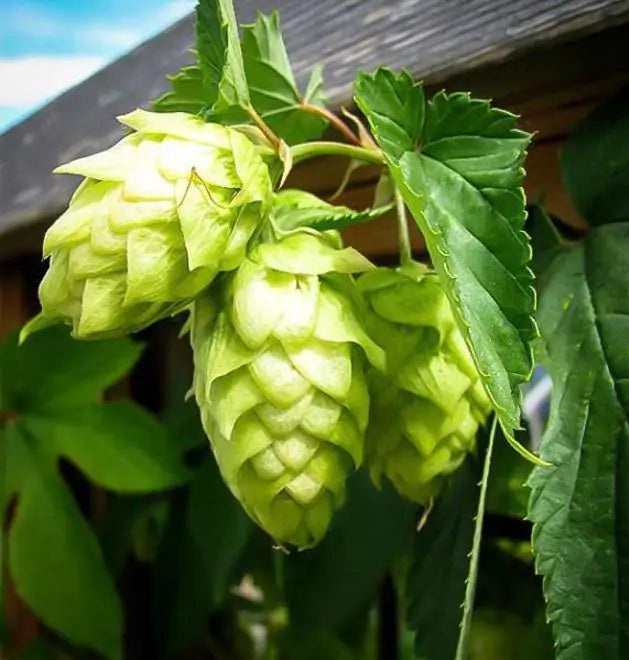 Humulus lupulus - Lúpulo
