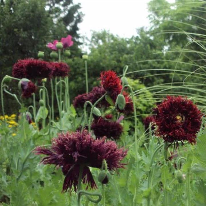 Papaver somniferum 'Laciniatum Black Swan' - Papoula Cisne Negro, Papoula de Franja Dobrada Cisne Negro, Papoula Empluma