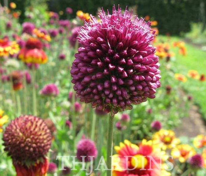 Allium sphaerocephalon - Alho Porró Flor Ornamental Comestível