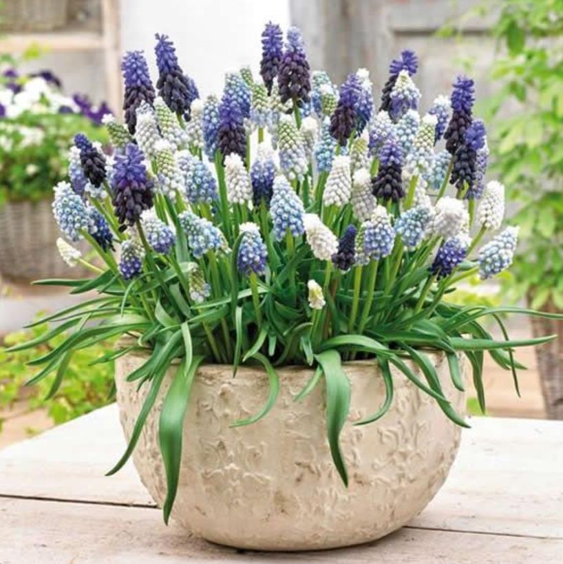 Muscari spp Mix - Jacinto Uva Floração Mix