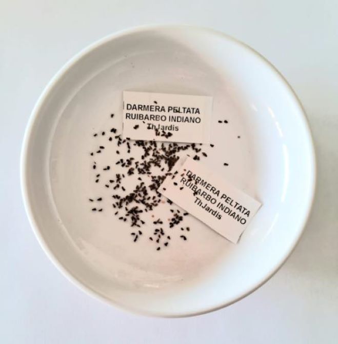 Darmera peltata (Peltiphyllum peltatum) - Planta Guarda-Chuva, Ruibarbo Indiano,Umbrella Plant, Indian Rhubarb