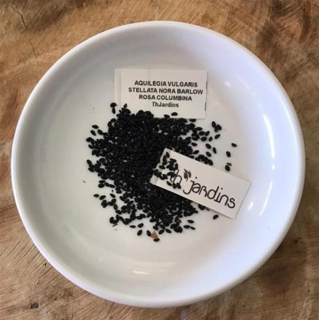 Aquilegia vulgaris Stellata Nora Barlow - Aquilegia Flor de Clematis (tricolor), Rosa Columbina Dobrada Tricolor (rosa,