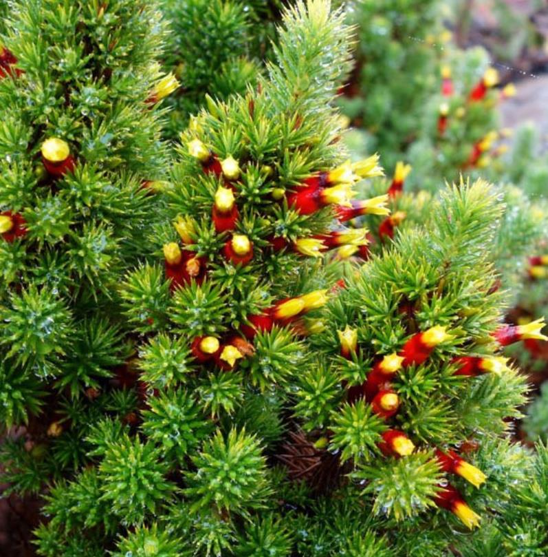 Astroloma foliosum - Arbusto De Natal, Mini pinheiro de Natal, Candle Cranberry, Christmas bush