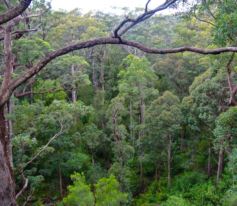 Eucalyptus jacksonii - Eucalipto Gigante da Floresta, Eucalipto Red Tingle, Eucalipto Gigante Jacksonii