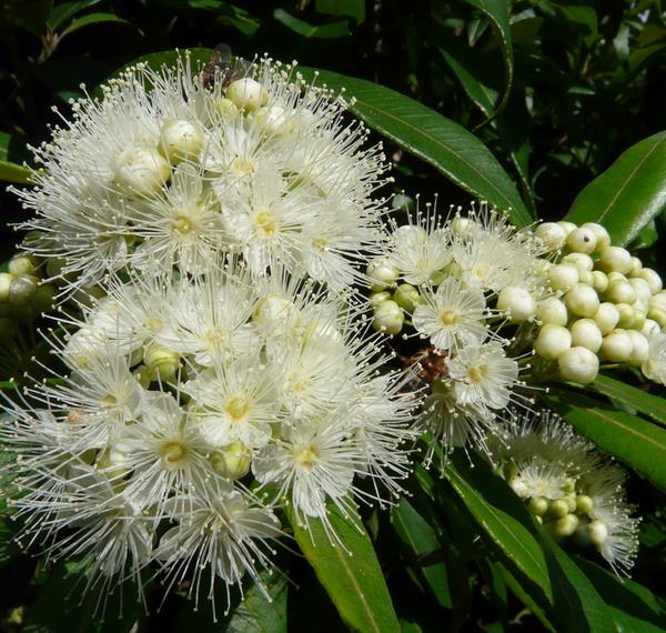 Backhousia citriodora - Murta Limão, Árvore Verbena doce, Australian Lemon Myrtle