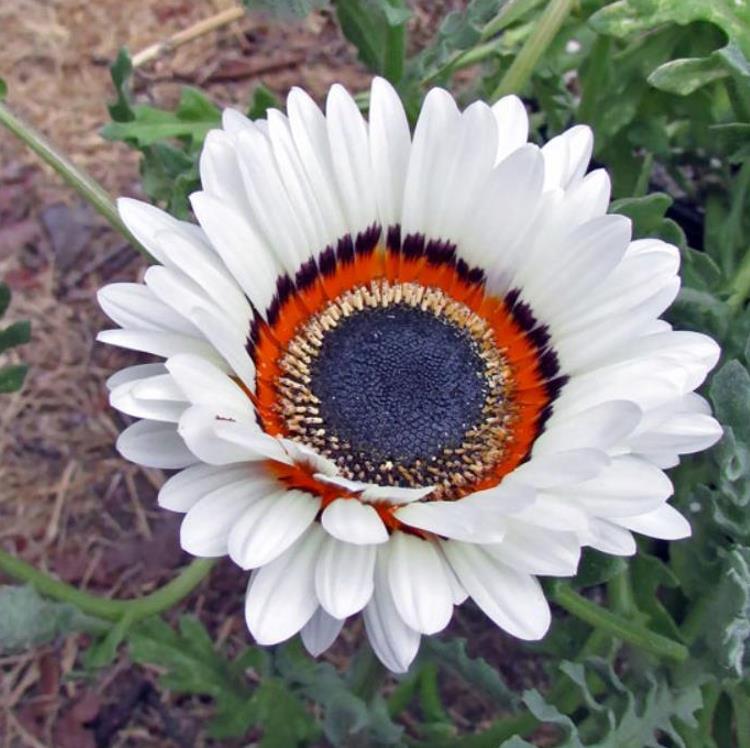 Arctotis fastuosa Alba Zulu Prince (Venidium fastuosum Alba) - Margarida Príncipe Zulu, Margarida Africana dos Olhos Neg