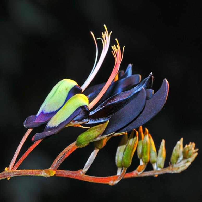 Kennedia nigricans - Trepadeira Pássaro Negro - Black Coral Pea