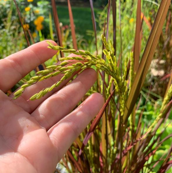 Oryza sativa Black madras  - Arroz ornamental  comestível Black madras, arroz Chartreuse (comestível)
