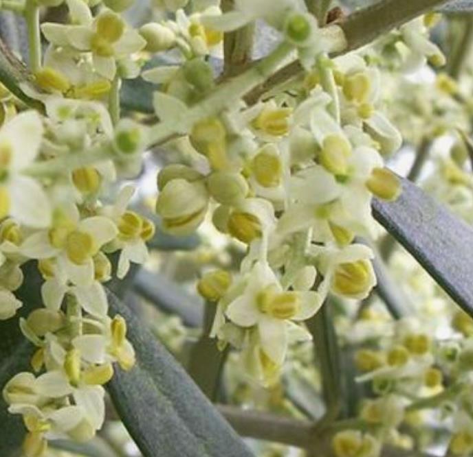 Olea europaea L. var. europaea - Oliveira, Azeitona, Oliveira Selvagem