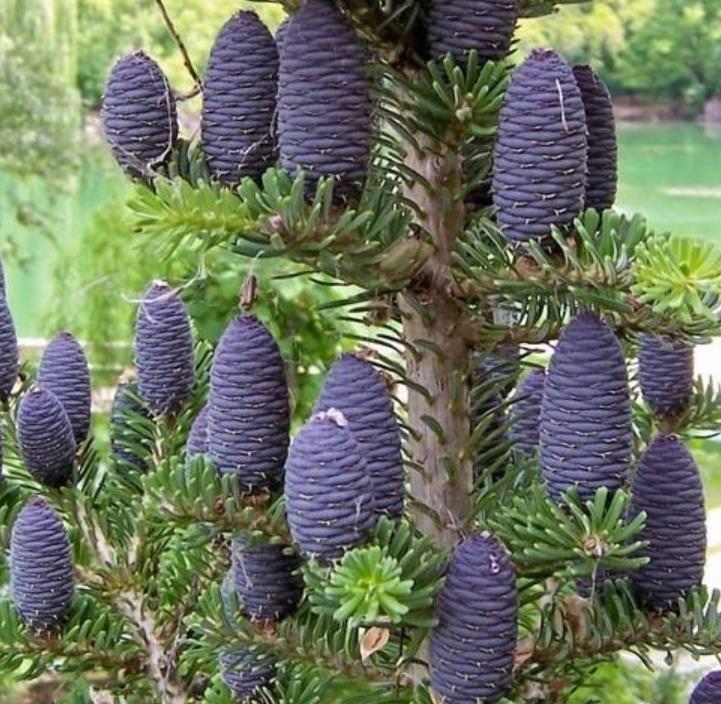 Abies koreana - Abeto Da Coréia, Gusang, Korean fir