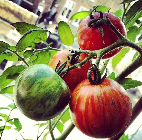 Solanum lycopersicon Tigerella Improved - Tomate Tigrado, Tomate Tigerella