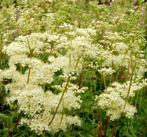 Filipendula Ulmaria (Spirraea Ulmaria) - Aspirina Vegetal, Erva Ulmeira, Rainha do Prado, Hidromel