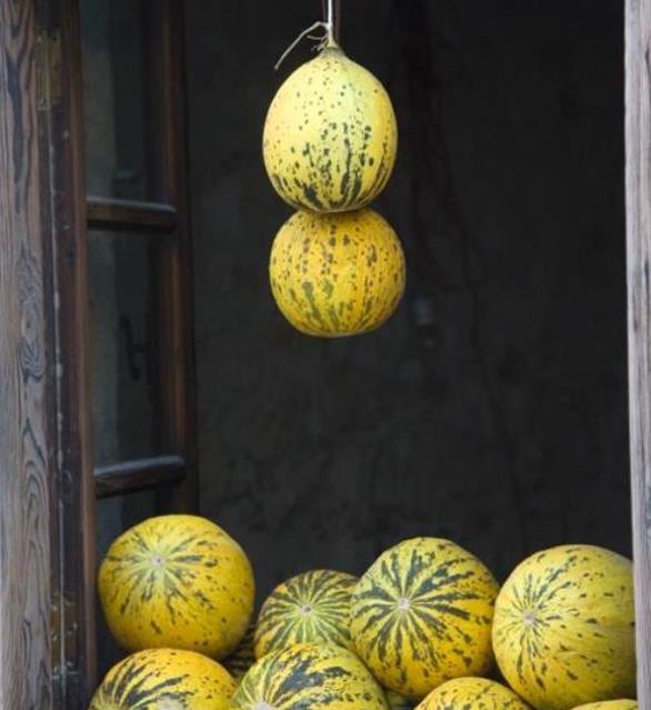 Cucumis melo Alacati (Certificação Orgânica) - Melão Alacati, Melão Turco Alacati