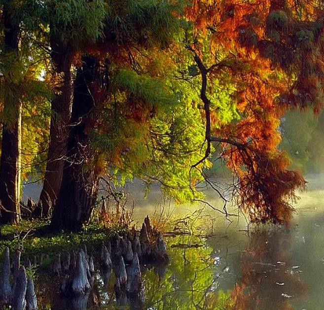 Taxodium distichum var. Imbricatum (Taxodium ascendens) - Cipreste soberano, Pond Cypress, Cipreste da lagoa, Cipreste d