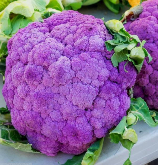 Brassica oleracea "Purple of Sicily" - Couve Flor Roxa Italiana, Couve-Flor Cabeça Roxa, Couve Flor Púrpura da Sicília