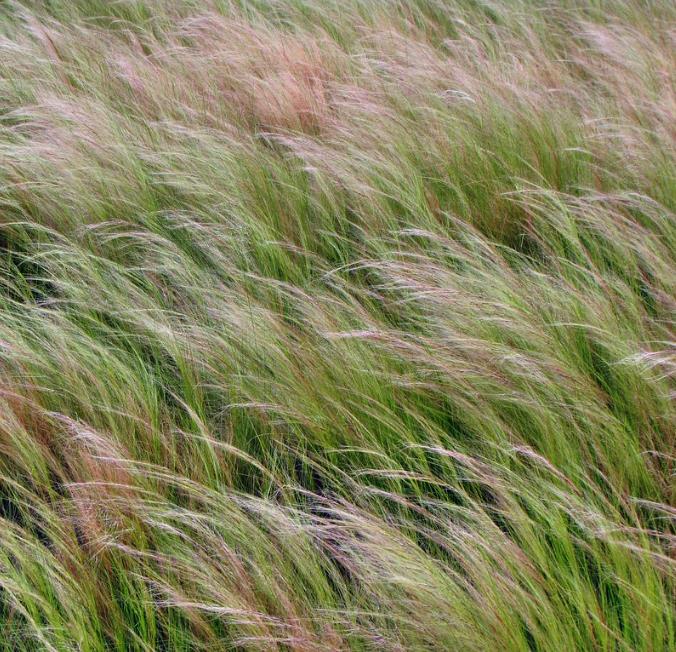 Stipa tenuissima (Nassella tenuissima) - Grama Rabo de Cavalo, Grama Cabelo dos Anjos, Grama de Pena Mexicana, Ponytails