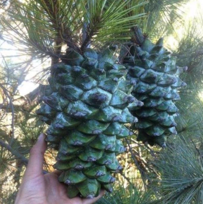 Pinus maximartinezii - Pinhão Martinez, Maxi-Pinhão, Pinhão Real, Pinheiro Zacatecas