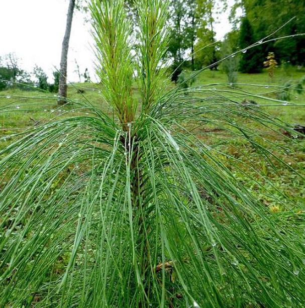 Pinus kesiya (Pinus insularis) - Pinheiro de Khasia, Khasi pine, Benguet pine