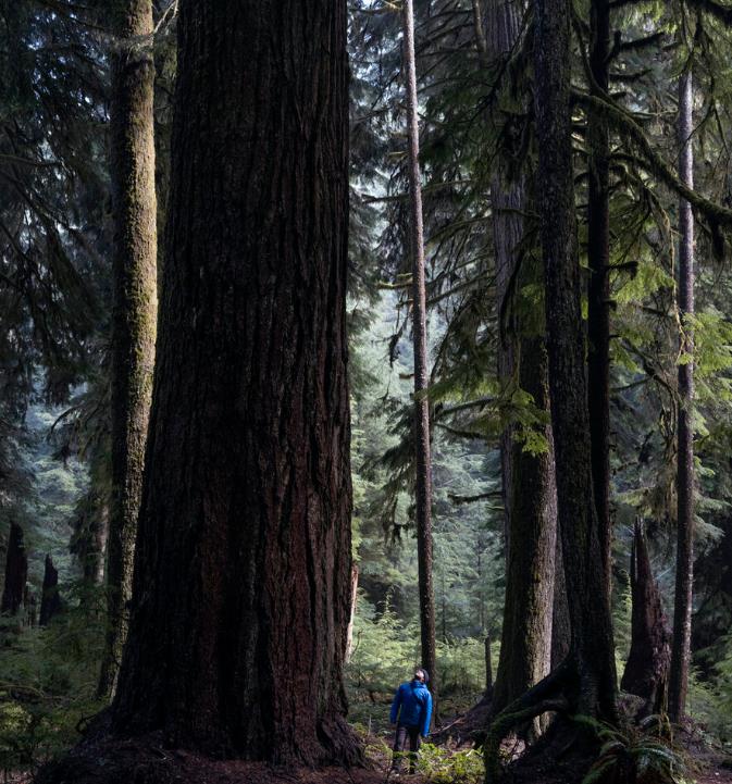Pseudotsuga menziesii var. menziesii  - Coast Douglas Fir, Douglas Fir, Abeto Douglas da Costa, Pinheiro do Oregon