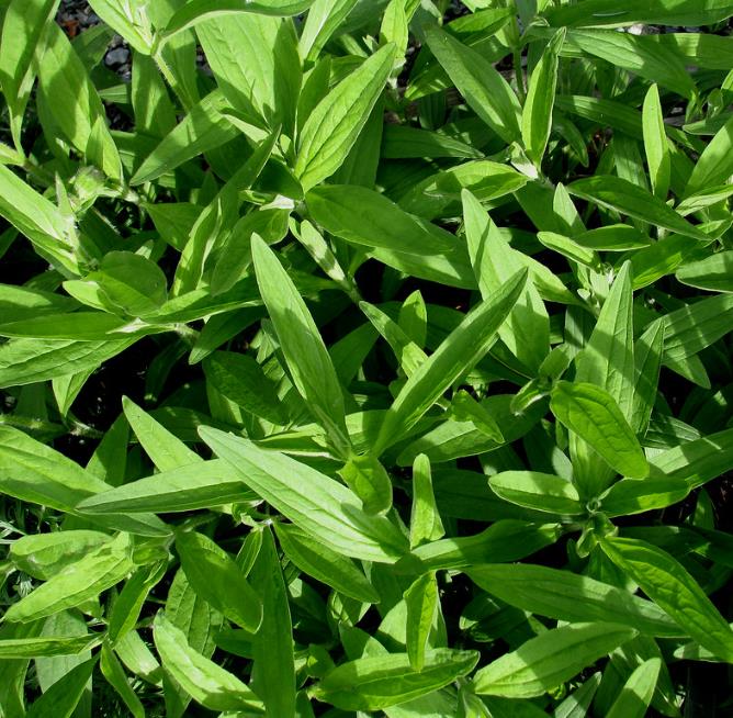 Arnica montana - Arnica verdadeira, Arnica da montanha