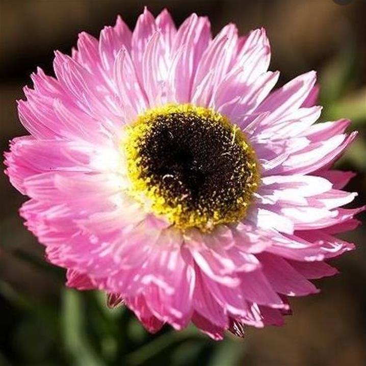 Acroclinium roseum 'Pierrot' - Rosa Eterna Pierrot, Flor Imortal Australiana, Margarida Eterna Pierrot