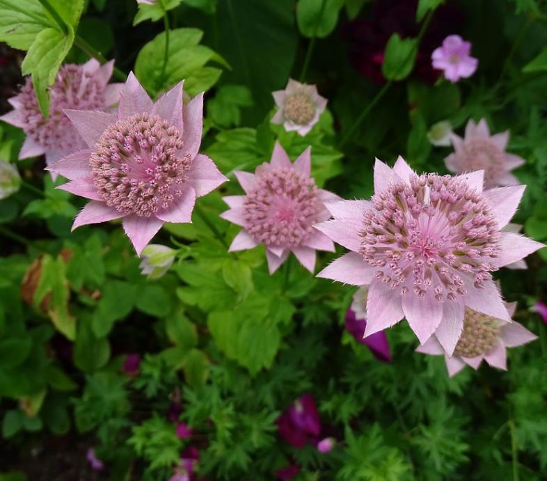Astrantia maxima (Astrantia heterophylla, Astrantia speciosa) - Estrela Maior, Grande Obra-Prima, Masterwort