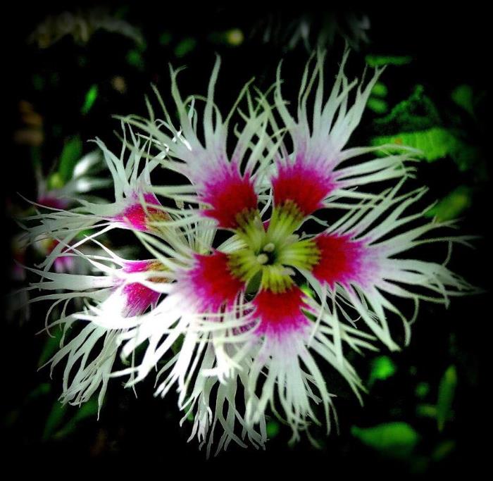 Dianthus superbus hybrids mix - Flor Divina, Rosa de Franja Soberba, Rosa Soberba, Cravo da Índia Soberbo