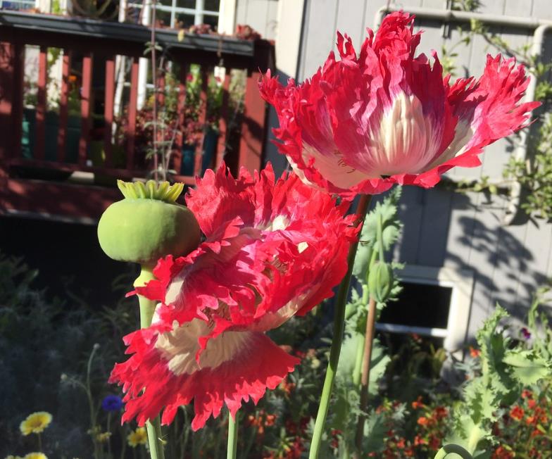 Papaver somniferum 'Danebrog Danish Flag' - Papoula Bandeira da Dinamarca, Papoula Franjada, Papoula Emplumada, Danish F