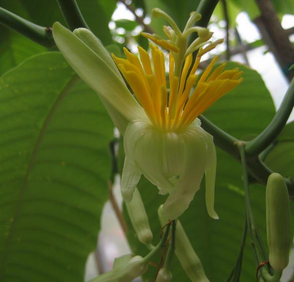 Passiflora macrophylla - Maracujá de árvore, árvore da flor da paixão, granadila del monte