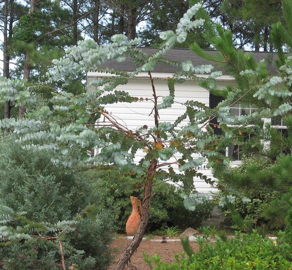 Eucalyptus polyanthemos Ssp Polyanthemos - Eucalipto Caixa Vermelha, Red Box Eucalyptus, Caixa de Poplar, Redbox Silver