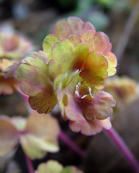 Aquilegia vulgaris Woodside variegata - Aquilegia Variegata, Rosa Columbina Variegata
