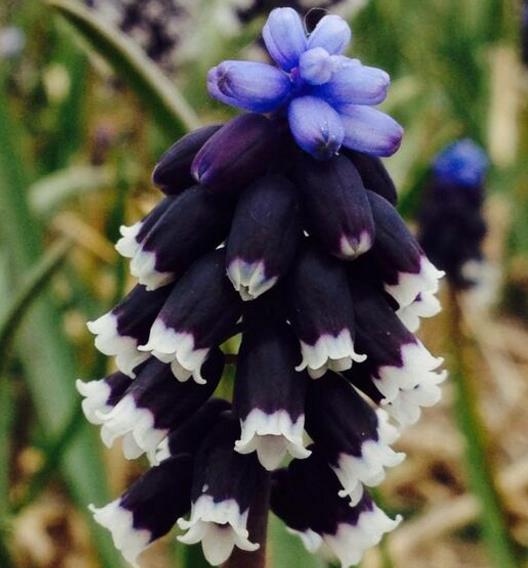 Muscari neglectum - Jacinto Uva Tricolor, Jacinto Uva Azul Negro