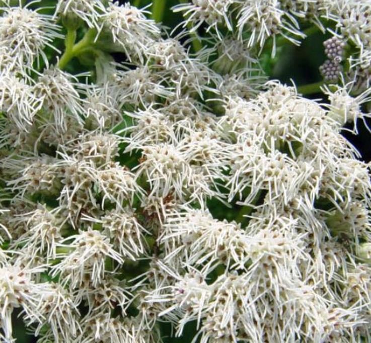 Eupatorium perfoliatum - Boneset, Eupatório, Antimônio Vegetal, Suor Vegetal, Febre do Mar, Febre Beakbon