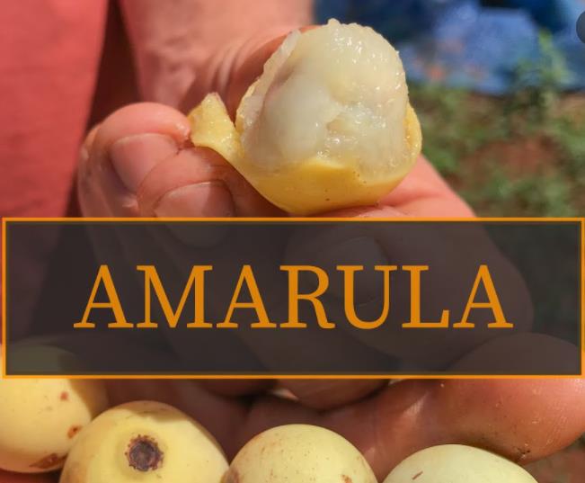 Sclerocarya birrea ssp. Caffra - Marula, Amarula, Árvore fruto do licor de Amarula