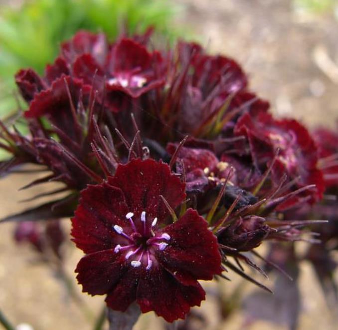 Dianthus barbatus Oeschberg - Flor Divina Oeschberg, Cravo Barbudo, Rosa Oeschberg, Cravina Oeschberg