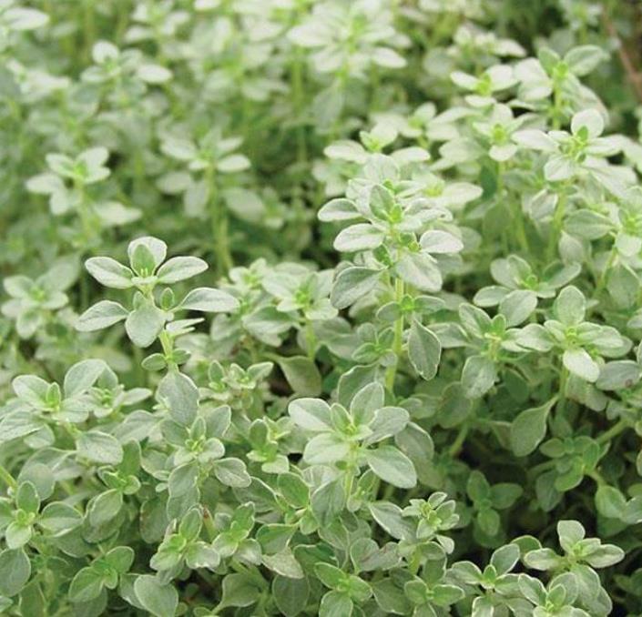 Thymus serpyllum -  Tomilho Selvagem, Grama Rosa Tomilho Aromática, Tomilho Rastejante, Tomilho Lim