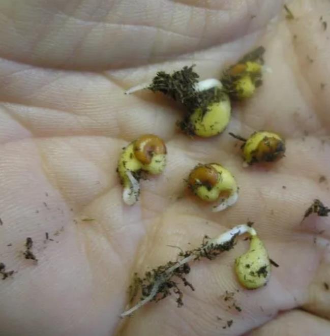 Schisandra chinensis - Cereja dos 5 Sabores (Wu-Wei-Zi), Magnolia Berry, Limonnik, Uva Vermelha