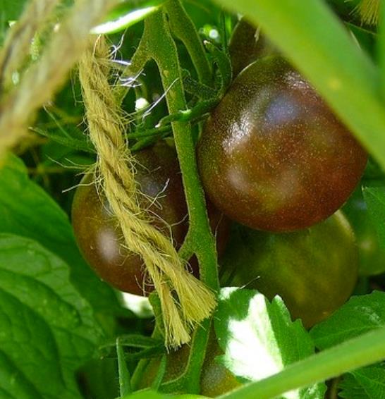Solanum lycopersicon Black Cherry - Tomate Cereja Preto