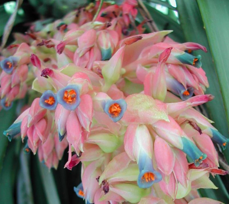 Puya dyckioides - Bromélia Rosa Coral, Bromélia Magnífica, Bromélia Dyckioides